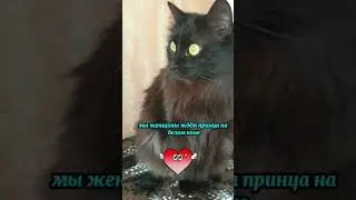 Принц на белом коне #юмор #приколы #кошки