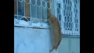 Kedi Tv