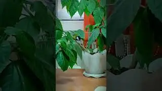 Наглюшка🤣 