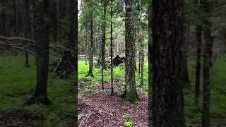 С корнями вывернутые деревья в лесу