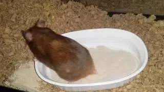 Giving Screamer a sand bathtub and seeing what she does