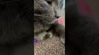 Cat on Lap For Today