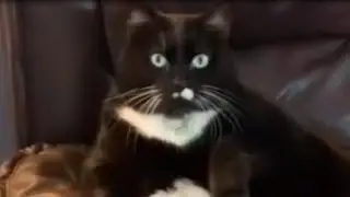 🐈 Смешная нарезка котов №1 — Котонарезка