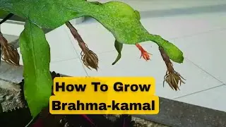 ब्रह्म कमल मे इतने सारे फूल कैसे || How to grow night queen plant at home #plants #grow #propogate