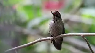 Picaflor Chico (Sephanoides sephaniodes)