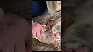 Тест якутских ножей на Белуге!