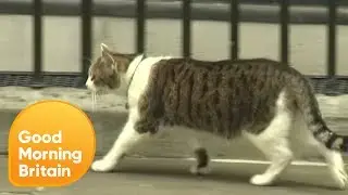Larry the Cat 'Abandons' Theresa May! | Good Morning Britain