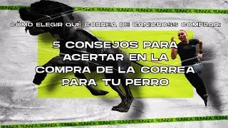 Cómo elegir qué correa de canicross comprar: 5 consejos para acertar con la correa para tu perro