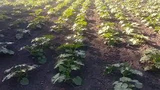 Гарбуз ТУРКА 01.06.24