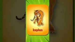 5 турецких слов 🇹🇷 #котики