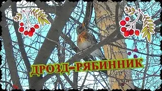 ДРОЗД-РЯБИННИК на Среднем Урале!
