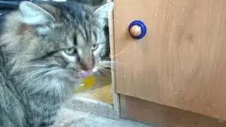 Кошачий лизун Cat Lizun