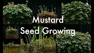 How to shoot timelapse , Plant growing timelapse video - Mustard Seed growing / Timelapse in 4K
