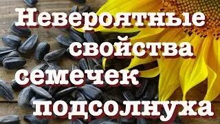 Невероятные свойства семечек подсолнуха