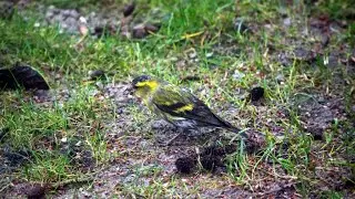 Black-Headed Goldfinch - Sijsjes