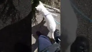 Прогулка 