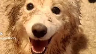 ONE of the #SuperFloofs wasn't 100% a good boy this afternoon in the rain...