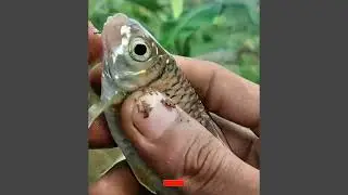 Mancing ikan nilem gaes #mancing #ikannilem #fishing