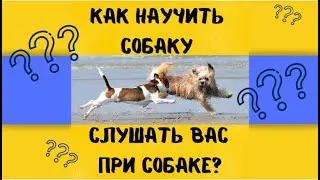Собака не слушается при других собаках || Как научить собаку слушать вас при другой собаке?