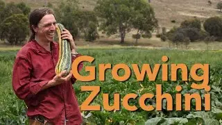 Growing Tips from Kneeling Farmers: Zucchini