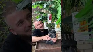 ВЕЙПЫ РАСТУТ НА ДЕРЕВЕ? 😳
