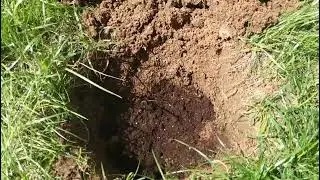 Посадка георгин.