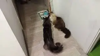 Драка: Коты обидели друг друга. Сэм орет от страха)))