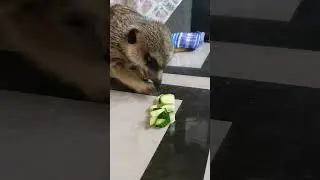 #animals #meerut #сурикат #животные #reels