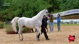 N.57 NOFT AL NAYFAT - Bergamo 2017 - 4-7 Years Old Mares (Class 7)