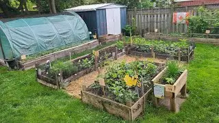 Zone 6A Dahlias, Zinnias, Peppers, Tomatoes, Potatoes and Beans are planted!