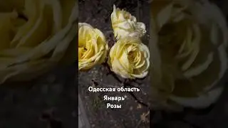 Январские розы