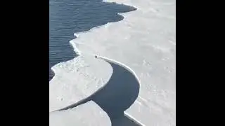 Пингвины на льдине