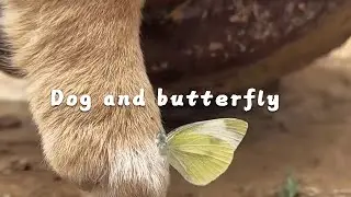 Beautiful picture of dog and butterfly #cutepet #dog