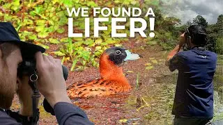 Lifer Quest: The Elusive Masked Duck | Chirp From Episode 2