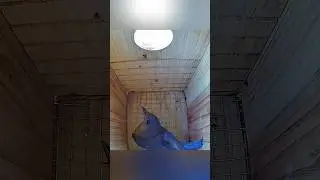 Will they build a nest soon? 🤔 #bluebirds #nestbox #birdslover #nest #birdbox #floridabirds