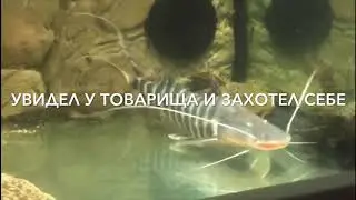 Brachyplatystoma Tigrinum, Tigrinus! Мечты сбываются!