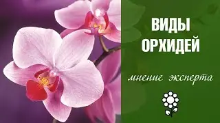 Орхидея фаленопсис Чем отличаются орхидеи?