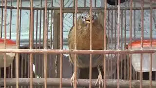 Họa mi Mộc chiến thái độ cực tốt