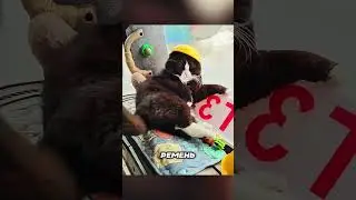 ДЕРЖИТСЯ за ручку на грунтовке и смотрит видео в ПРОБКАХ 😳🐱🚛