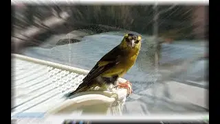 🐤🐤🐤 SONG SISKIN / Чиж - утренняя песня.