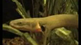 Reed fish 2