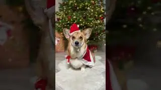 Merry Christmas 🎄🎁 #corgi #doglover