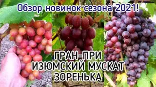 ГРАН-ПРИ, ИЗЮМСКИЙ МУСКАТ, ЗОРЕНЬКА - ультраранние суперновинки 2021 года! (Беларусь)