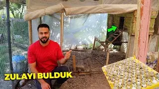 Gurk tavuğu kandırdık ! Yumurta zulasını buldum - Bıldırcın yumurtalarını makineye yükledim