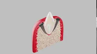 Tooth Slide