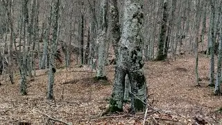 Лесной поиск большой компанией.
