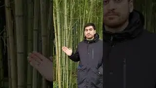 Это Я, Юсиф и Амин