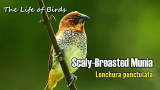 The Life of Birds | Scaly-breasted Munia | Lonchura Punctulata