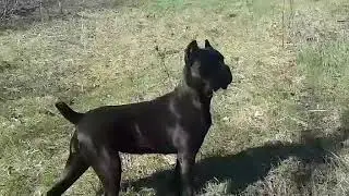 Копия видео 