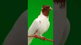 Green Screen Pigeon Animation short No Copyright. #green #editing #backgrounds #freegreenscreen